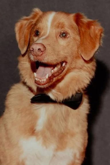 Photo de Indy the Dog