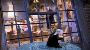 Celui qui a perdu son singe - Image